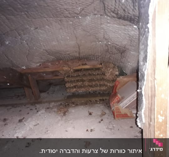 זה מה שנשאר מהכוורת הראשית 